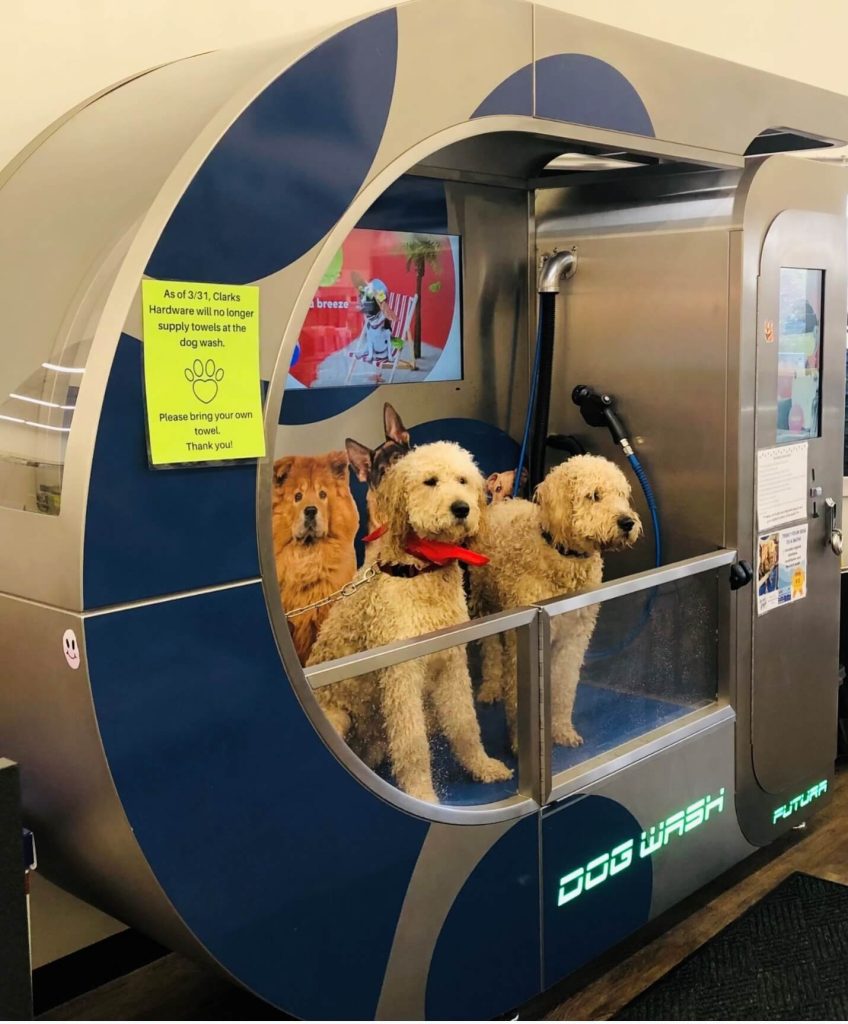 two blonde labradoodle dogs in a dog wash machine