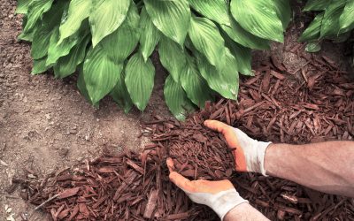 How to Prep Your Garden for Winter (So It’s in Full Bloom Next Spring)